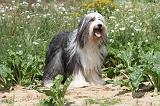 BEARDED COLLIE 034
